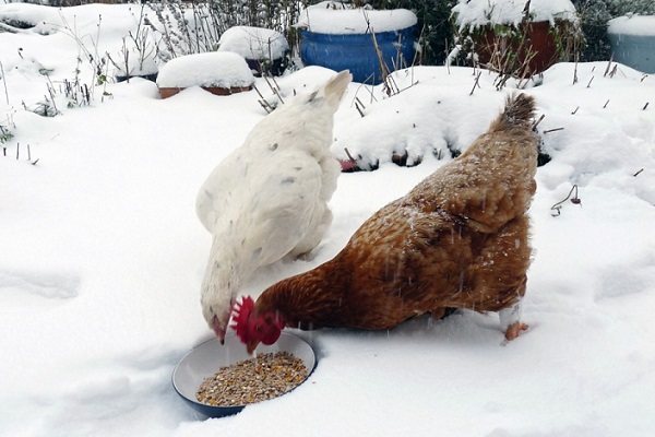 Prendersi cura dei polli in inverno