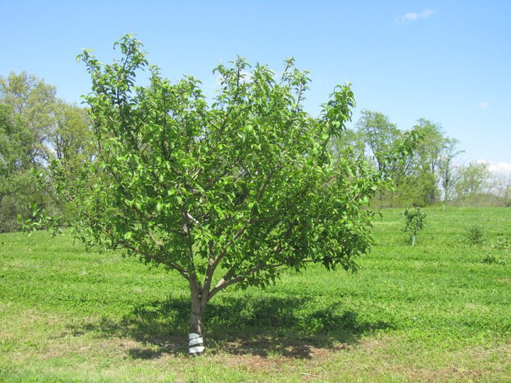 Zorg voor appelboom na het snoeien in het voorjaar