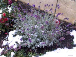 Lavendelschutz für den Winter