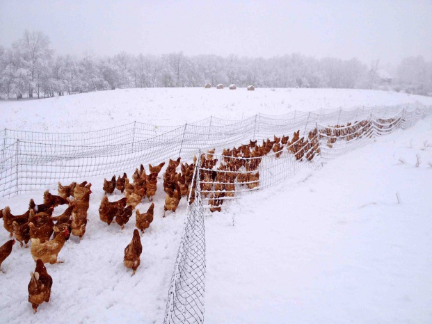 maladies des poules pondeuses en hiver et leur traitement