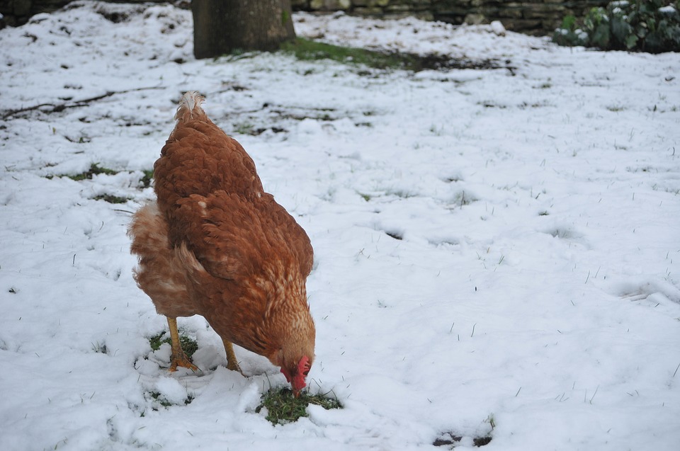 Pakkasen välttämiseksi munivan kanan tulisi olla ulkona enintään 2 tuntia