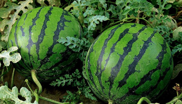 hur man håller en vattenmelon hemma