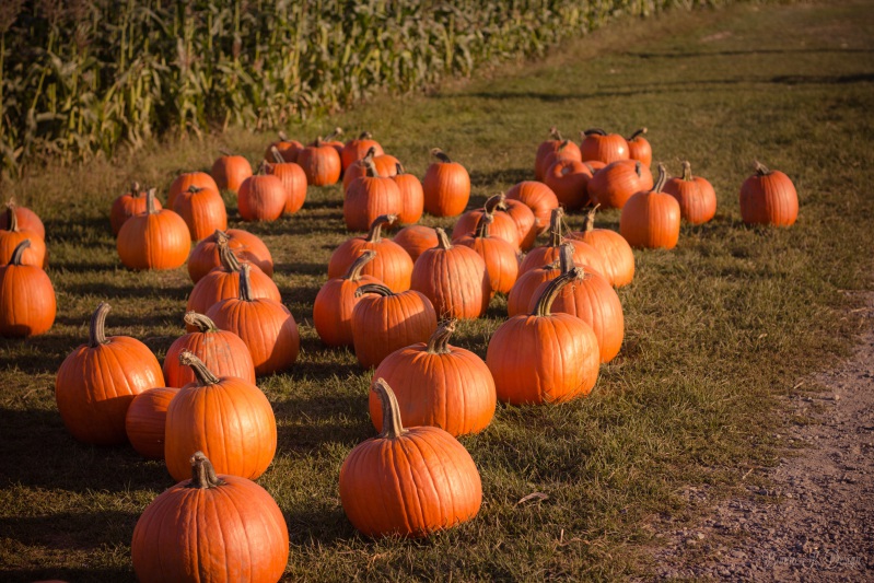 To start storing a vegetable, you need to correctly collect and select pumpkins.