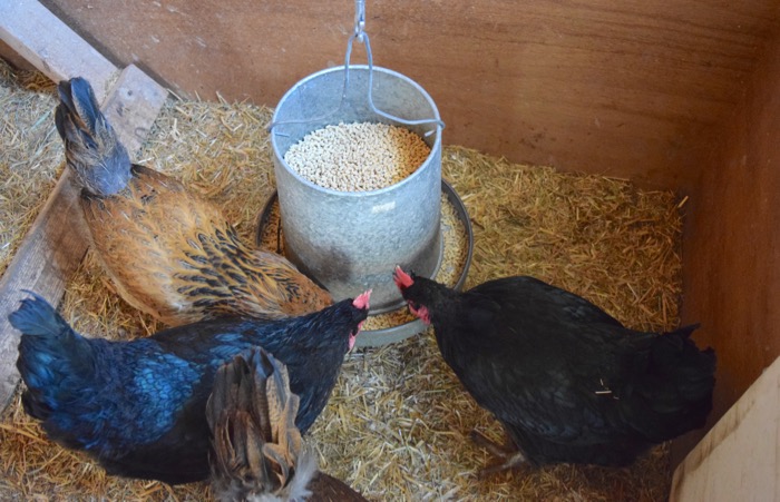 bonne nutrition des poules pondeuses pour le traitement des maladies en hiver