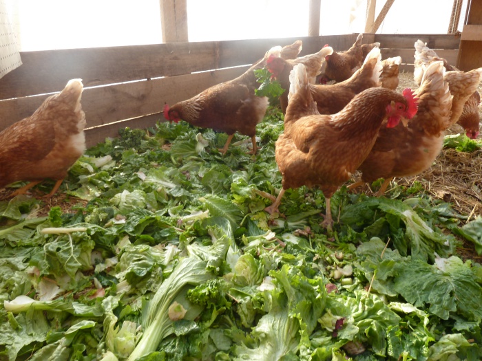 maladies des poules pondeuses en hiver dues à la malnutrition