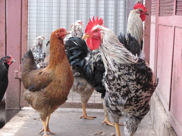 سلالات الدجاج العدوانية التي يمكن أن تنقر على بيضها