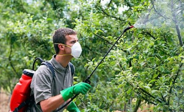 منتجات بيولوجية لمعالجة أشجار التفاح في الربيع