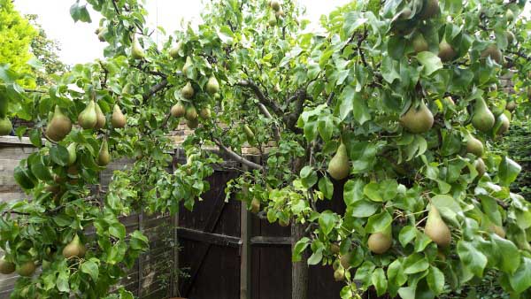 Uma rica colheita de peras é consequência da poda correta da primavera