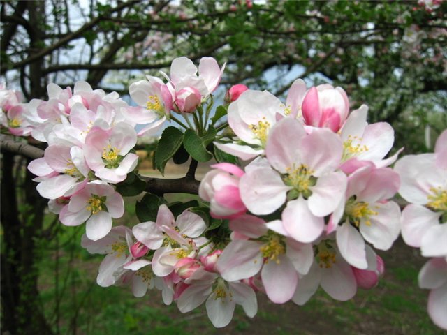  كيفية إطعام أشجار التفاح في الربيع أثناء الإزهار