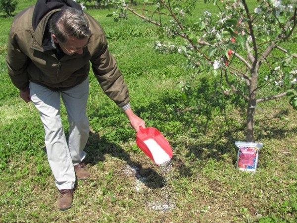 Cum se hrănește un măr primăvara în timpul înfloririi