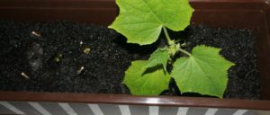 Capacitat per cultivar cogombres en un apartament