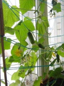 Formant i lligant arbustos de cogombre al rebord de la finestra
