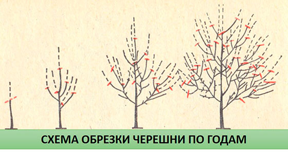 Photo of the scheme for pruning cherries in spring, depending on the year