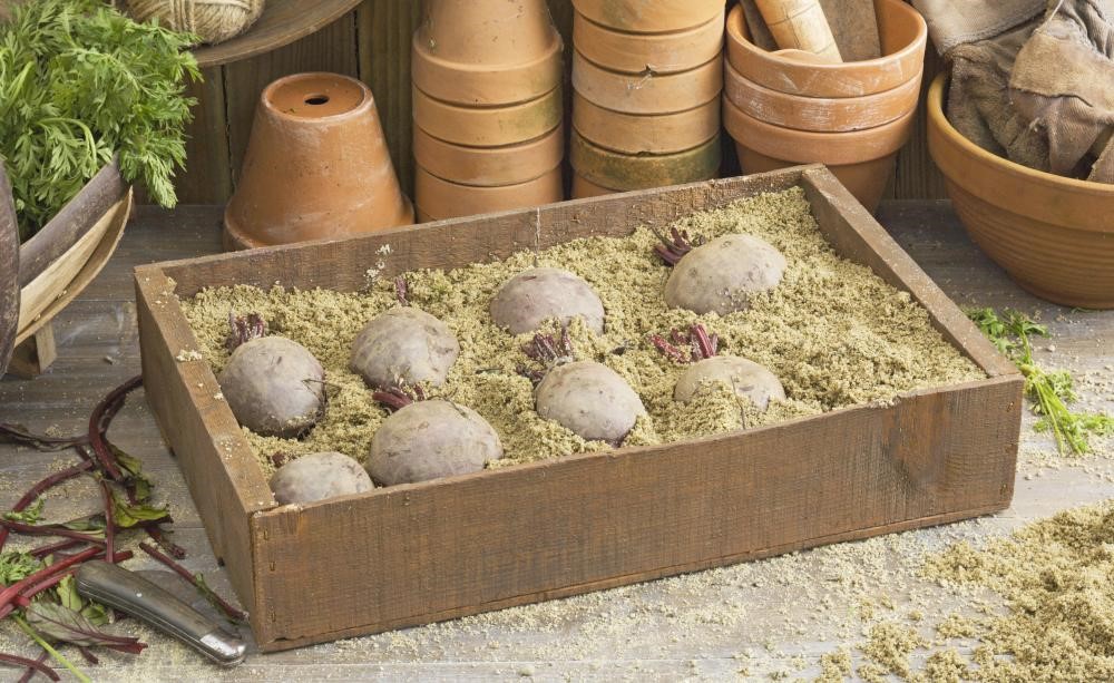 How to store beets in sand boxes on the balcony