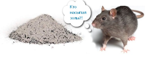 Jak pozbyć się szczurów i myszy w kurniku w ludowy sposób