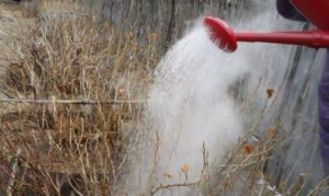 Wie man einen Strauch im Frühjahr mit kochendem Wasser von Schädlingen behandelt