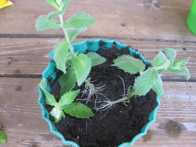 How to plant mint cuttings
