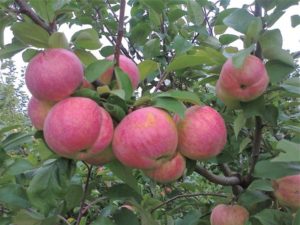 Jak zasadit jabloň na jaře