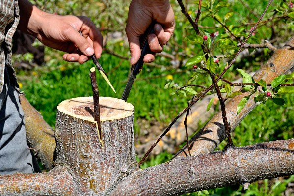 Hur man planterar ett äppelträd på våren - sätt