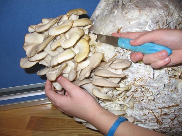 cum se culeg ciuperci de stridii