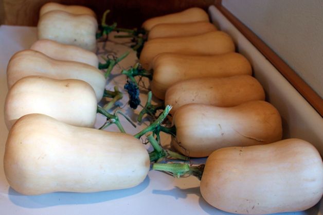 Cara menjaga zucchini untuk musim sejuk di sebuah apartmen