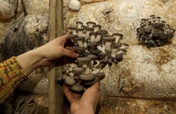 Cum se cultivă ciuperci de stridii în saci