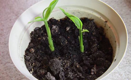 Kako uzgajati đumbir kod kuće i kako se brinuti za njega