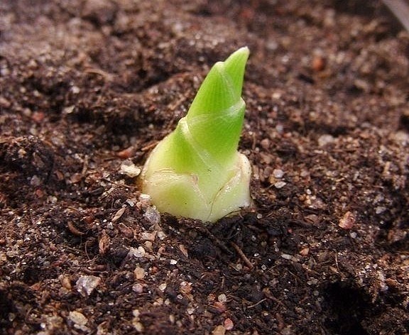 Kā ingveru audzēt mājās - pareizā augsne