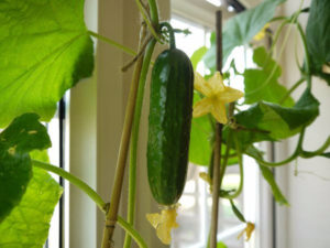 How to grow cucumbers at home on a windowsill in winter