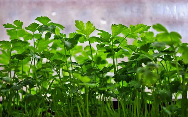 How to grow parsley on a window