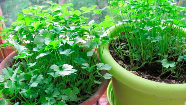 How to grow parsley on a windowsill