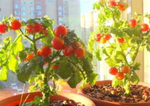 Hur man odlar tomater på fönstret