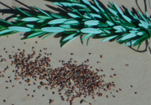 Kuinka kasvattaa rosmariinia siemenistä