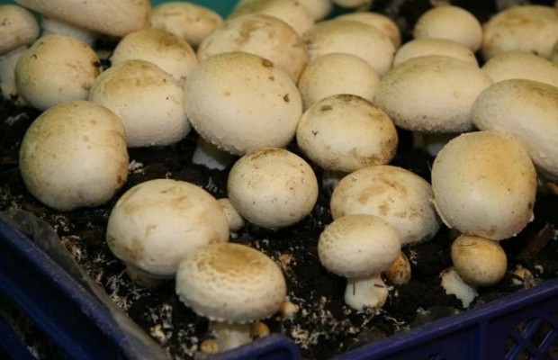 Comment faire pousser des champignons dans une serre