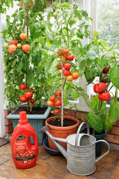 Pencere kenarında domates nasıl yetiştirilir