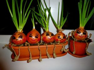 Come coltivare cipolle verdi su un davanzale