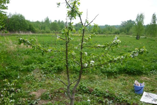 Hvornår skal man plante et æbletræ om foråret - vilkår