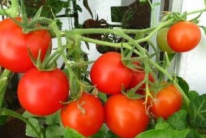 Interiérové ​​paradajky
