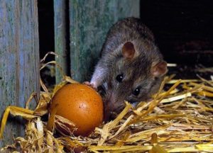 Råttor och möss i hönshuset