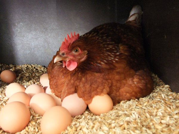 Kana asettaa munia, joiden kuori on verta