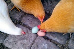 Les poulets picorent les œufs, que faire et comment résoudre le problème