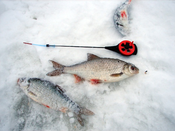 Pêche au gardon avec un jig en hiver