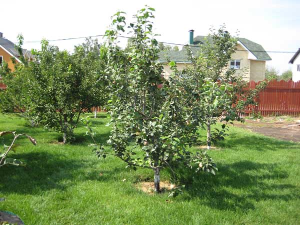 Place for planting an apple tree