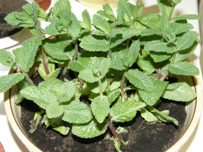 Mint in a pot on the windowsill of the house