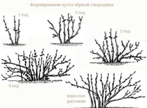 Scheme of the formation of a black currant bush