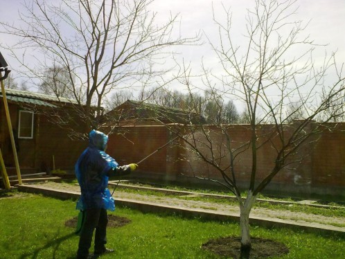 Прскање дрвећа јабука у пролеће