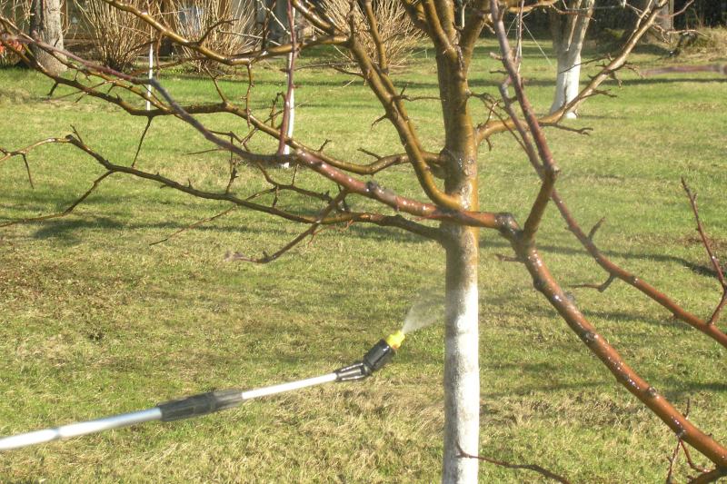 Sprutning av äppelträdet på våren innan knopp
