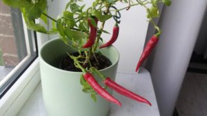 Optimalni uvjeti za uzgoj paprike u stanu