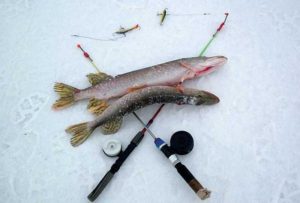 Caractéristiques de la pêche au brochet en hiver sur un équilibreur