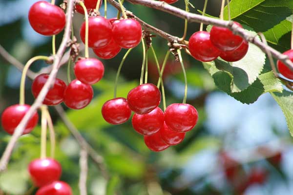 Características do plantio de cerejas no outono